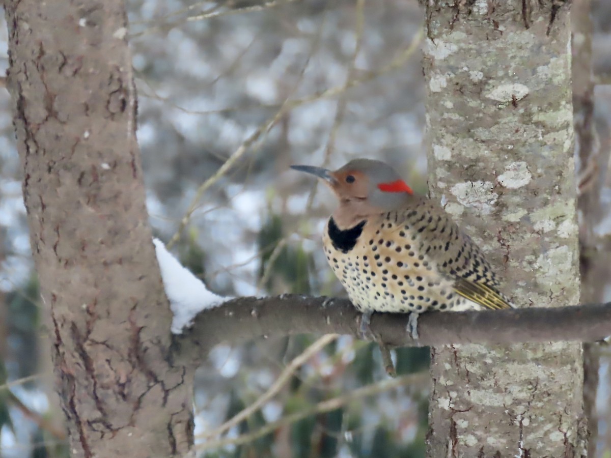 Altın Ağaçkakan (auratus/luteus) - ML647662277