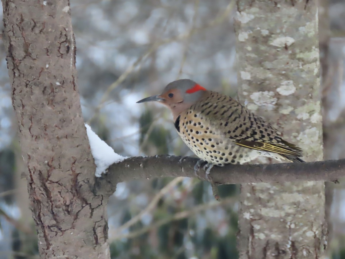 Altın Ağaçkakan (auratus/luteus) - ML647662278
