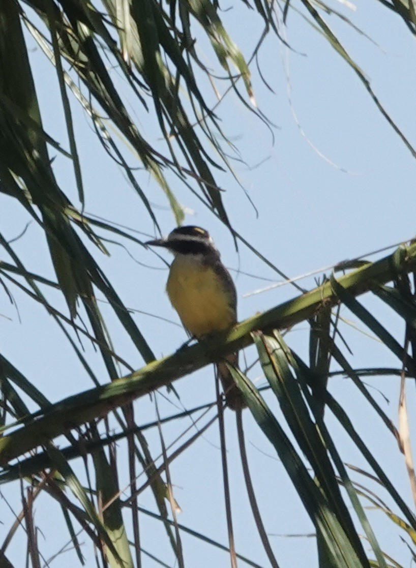 Great Kiskadee - ML647662280