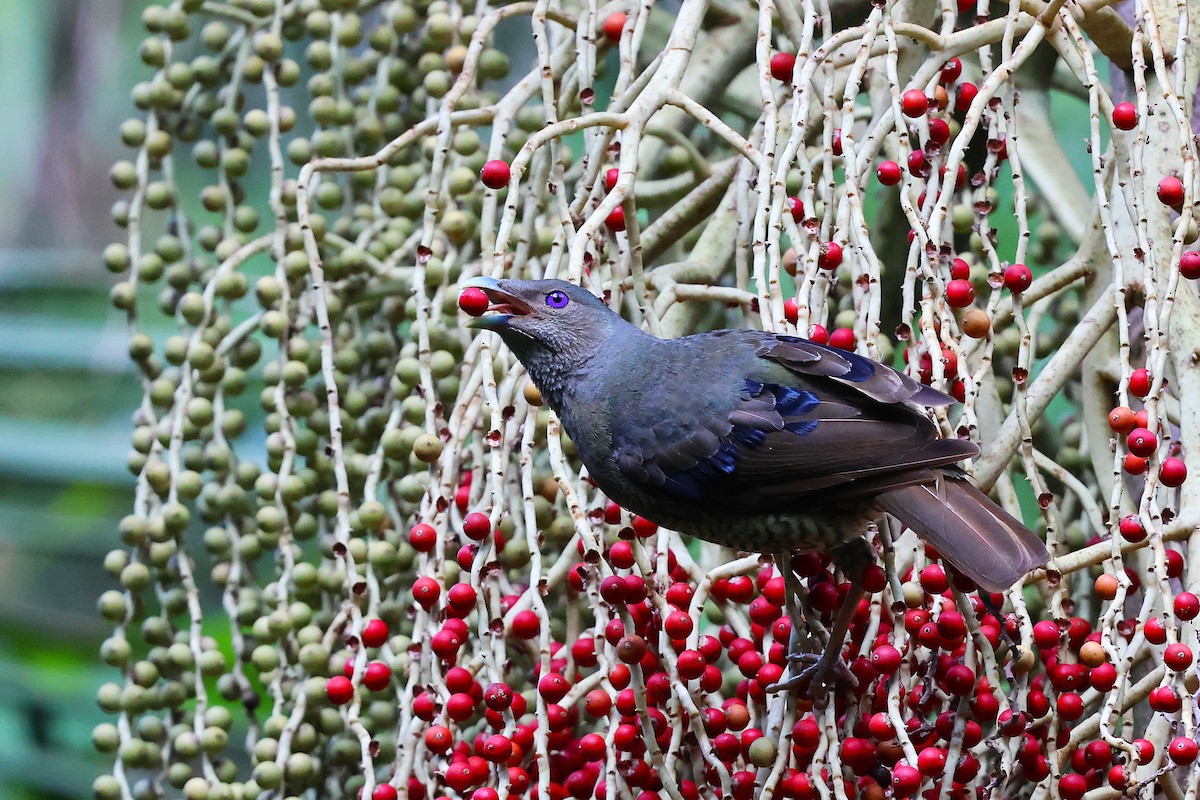 Jardinier satiné - ML647662300