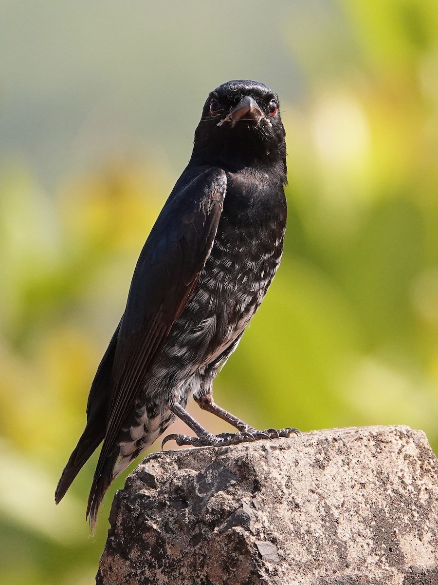 Drongo royal - ML647662303