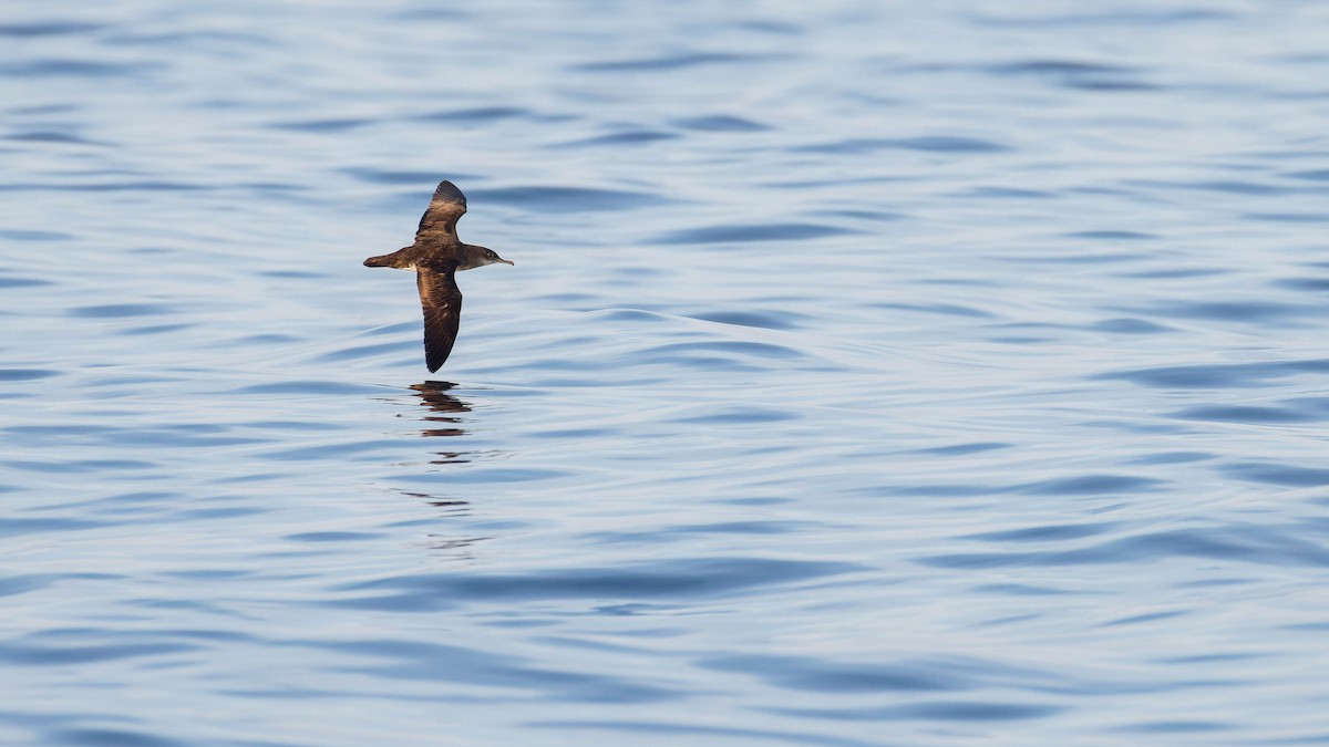 Puffin cul-noir - ML647662308