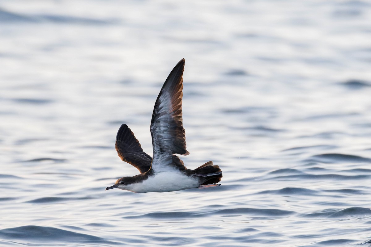 Puffin des Galapagos - ML647662311