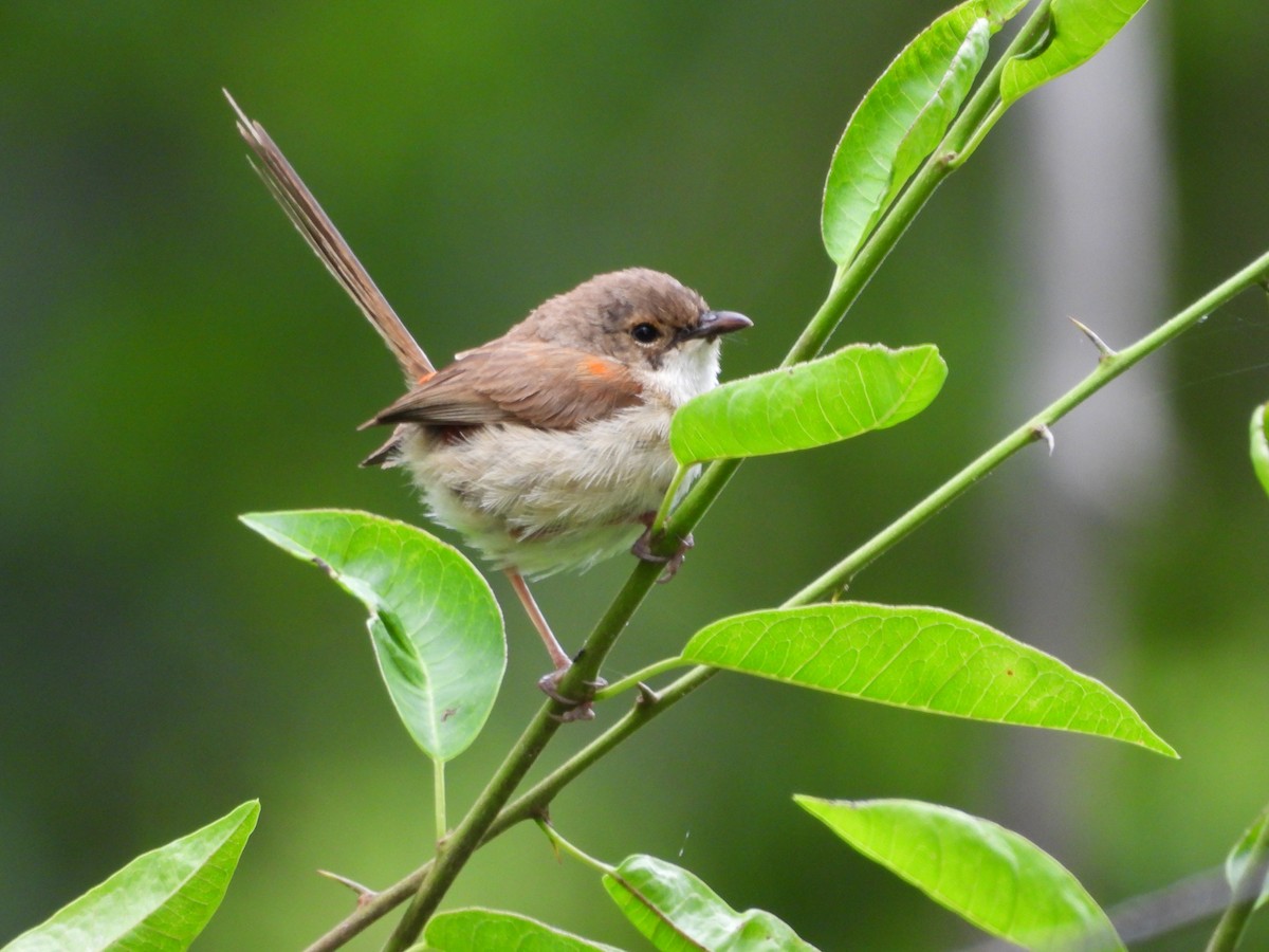 Mérion à dos rouge - ML647662322