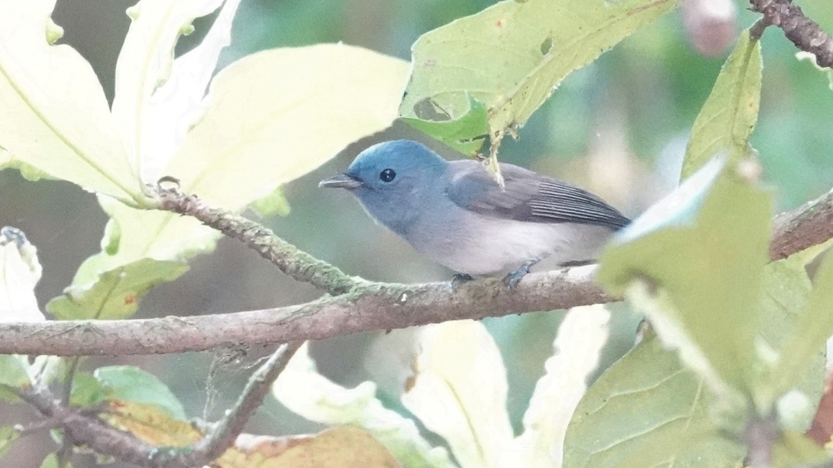 Tchitrec azuré - ML647662324