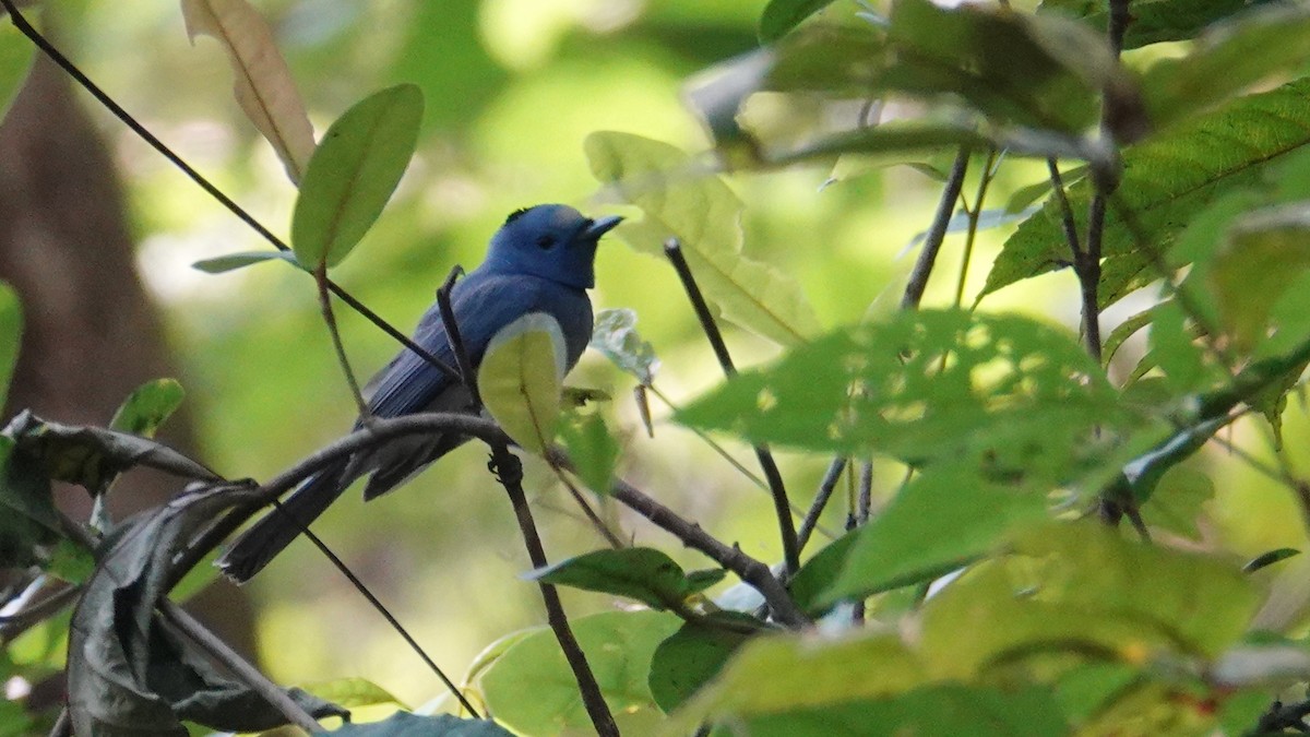 Tchitrec azuré - ML647662325