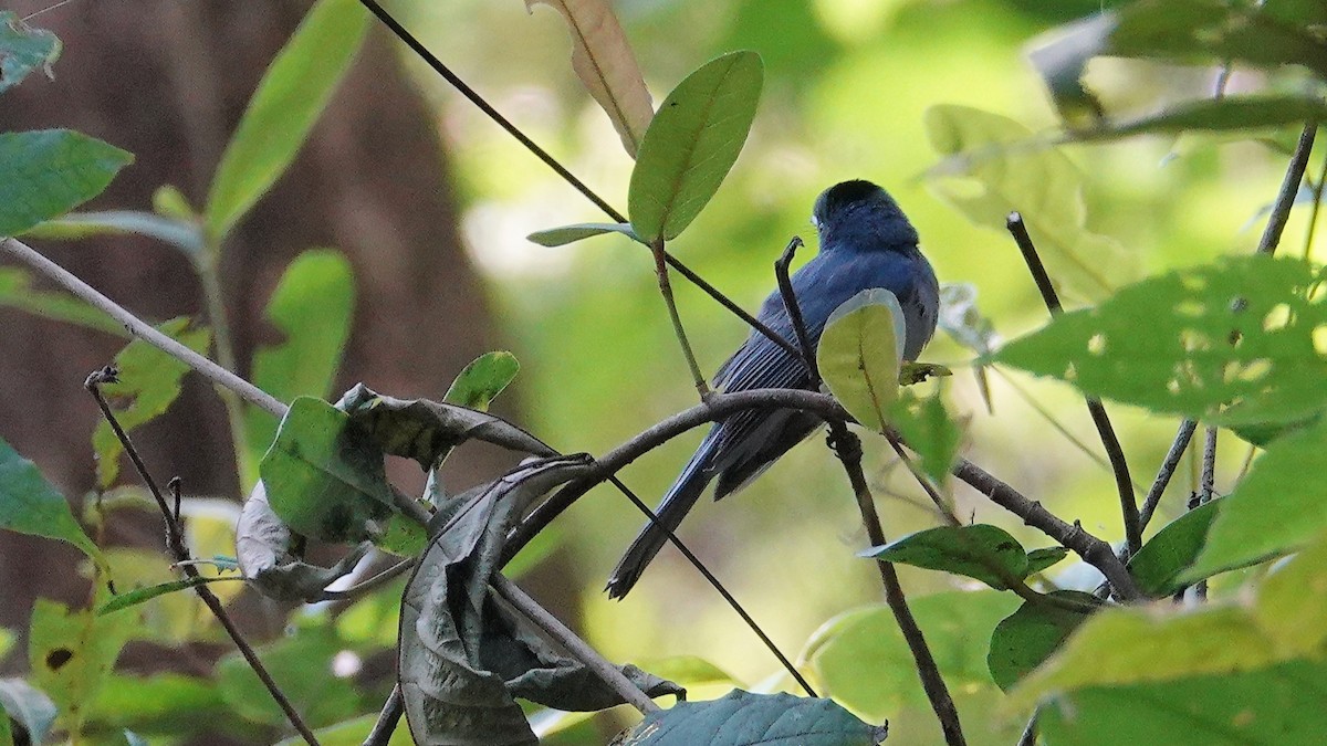 Tchitrec azuré - ML647662326