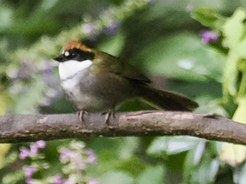 Tohi à nuque brune - ML647662328