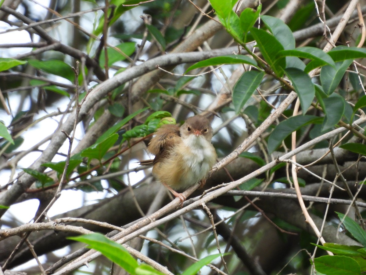 Mérion à dos rouge - ML647662329