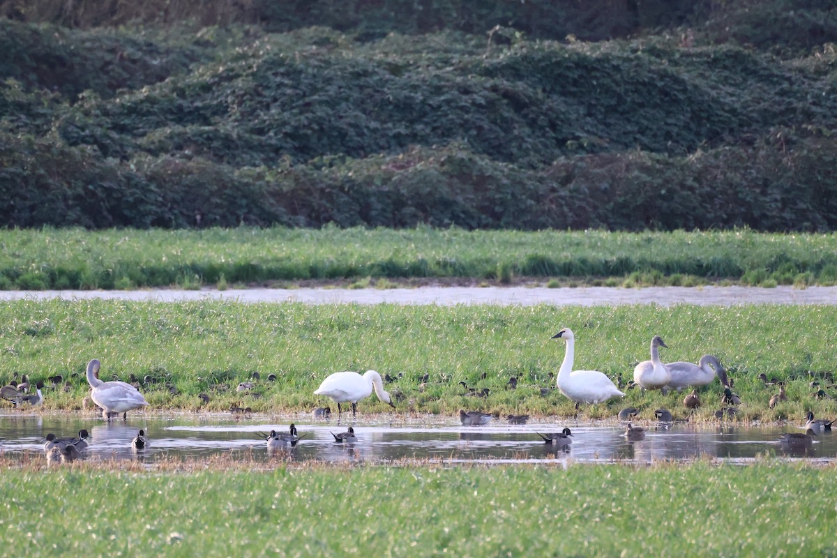 Cygne trompette - ML647662330