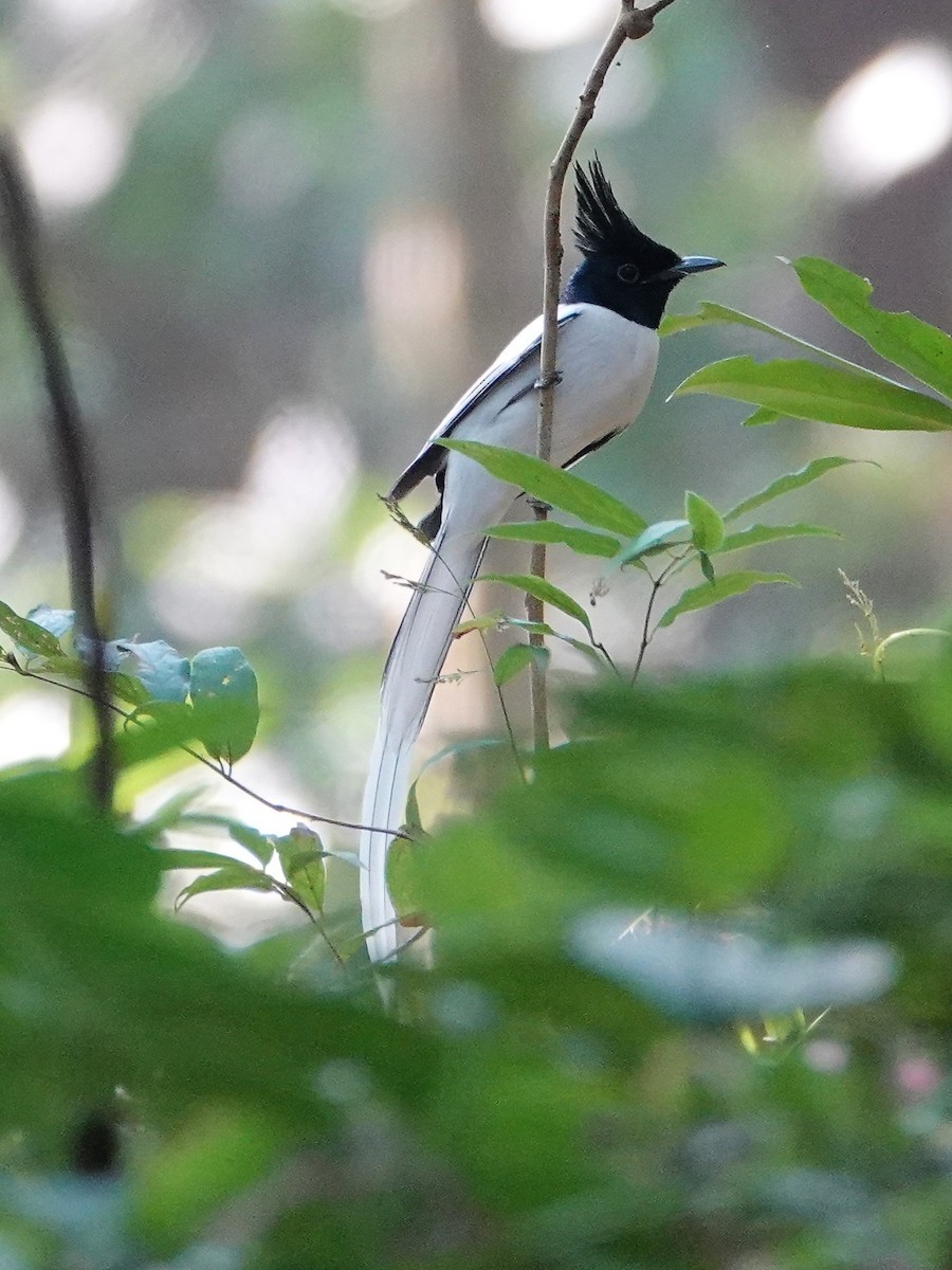 Tchitrec de paradis - ML647662331