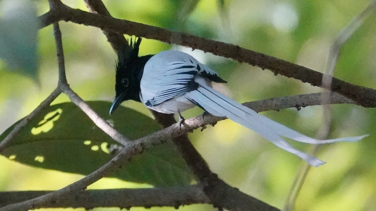 Tchitrec de paradis - ML647662332