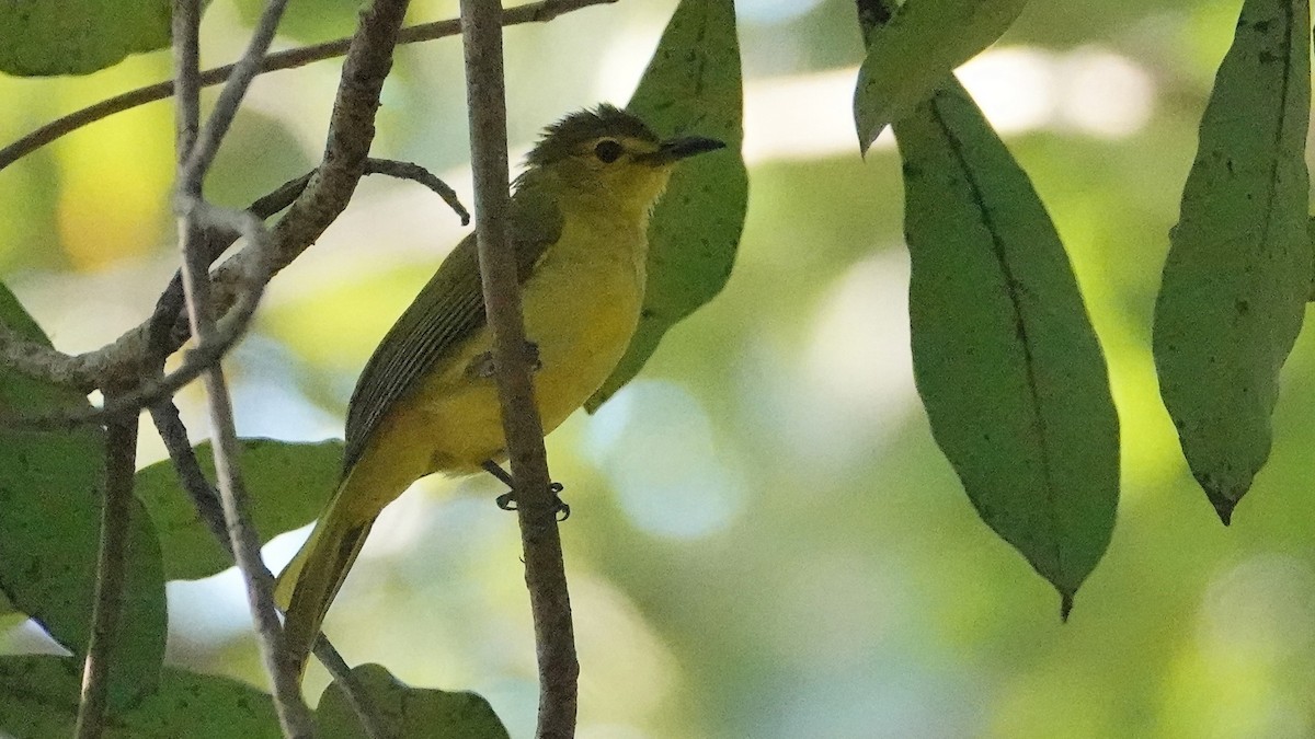 Bulbul à sourcils d'or - ML647662334