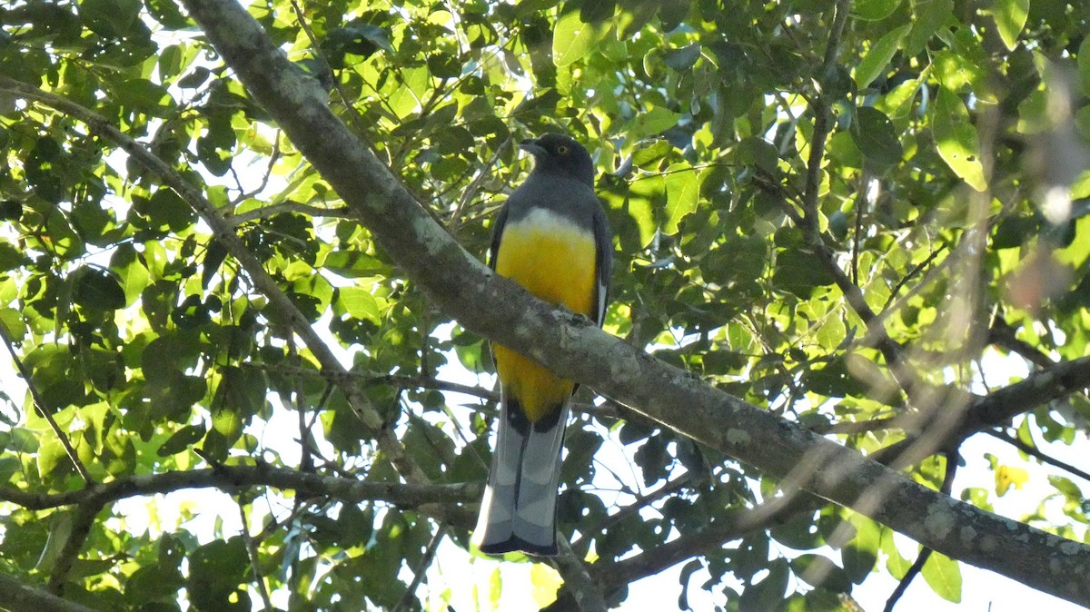Trogon citrin - ML647662335
