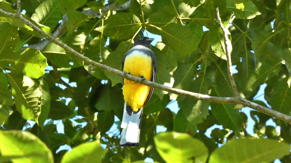 Trogon citrin - ML647662336