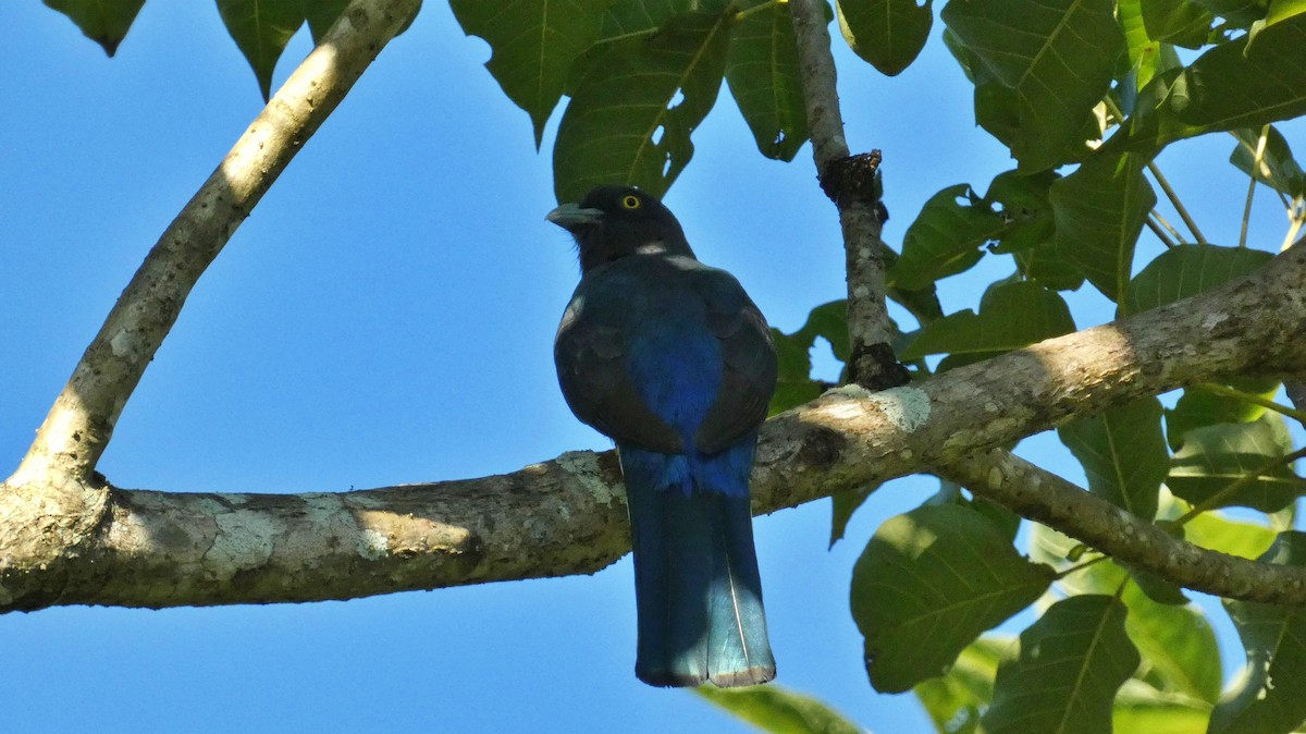 Trogon citrin - ML647662337