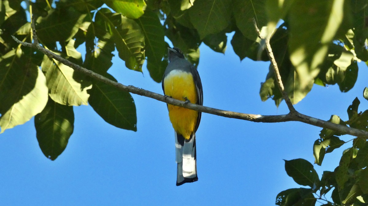 Trogon citrin - ML647662339