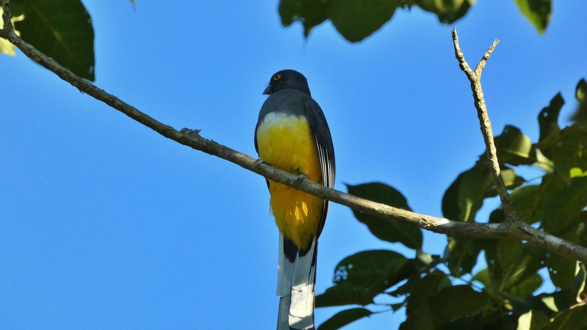 Trogon citrin - ML647662340