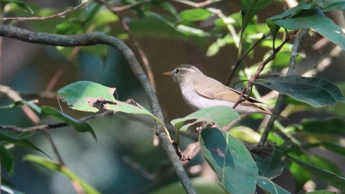 Pouillot couronné - ML647662344