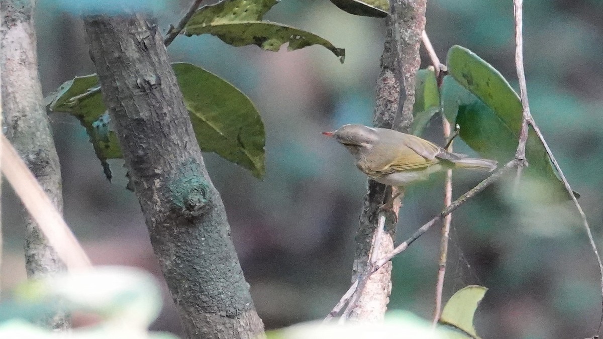 Pouillot couronné - ML647662345