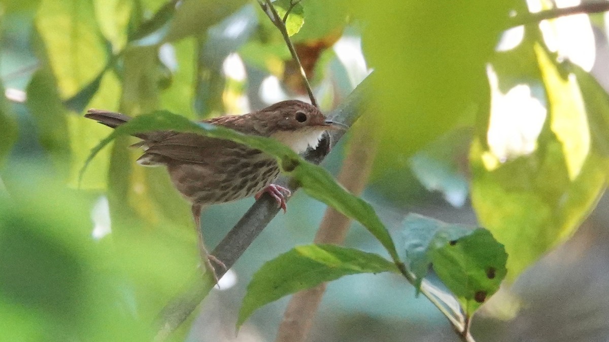 Akalat à poitrine tachetée - ML647662346