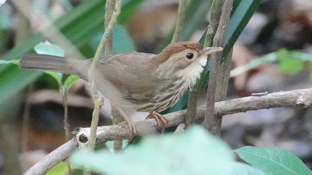 Akalat à poitrine tachetée - ML647662347