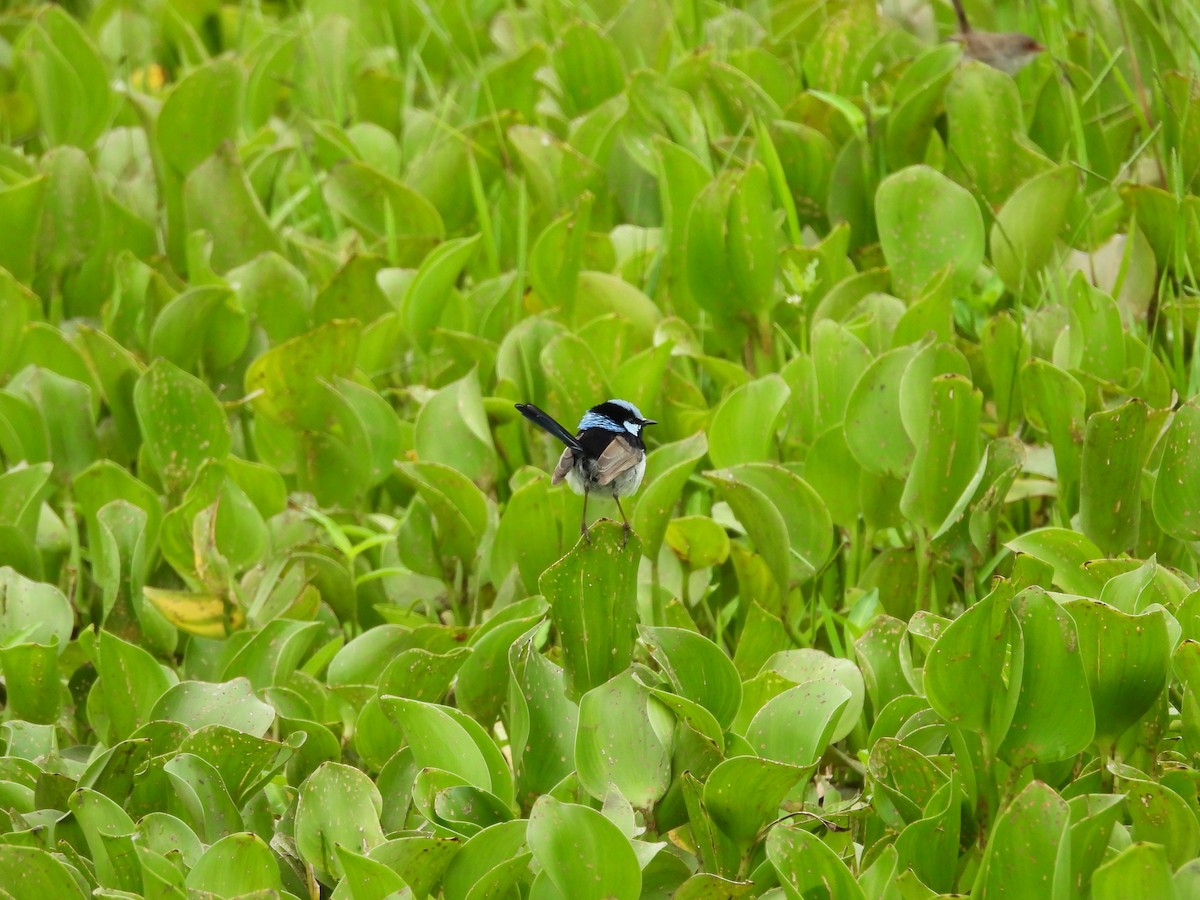 Mérion superbe - ML647662349