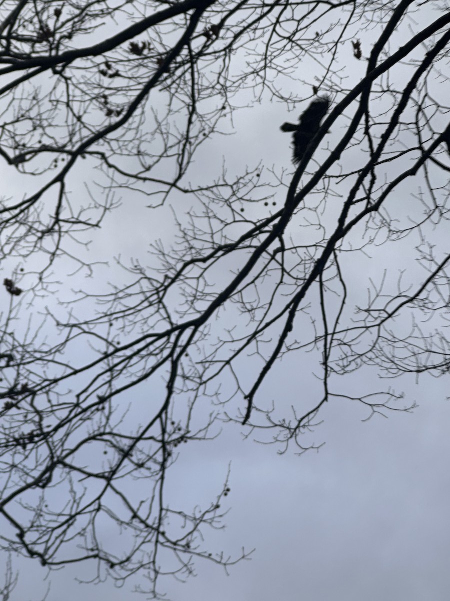 עיטם לבן-ראש - ML647662350