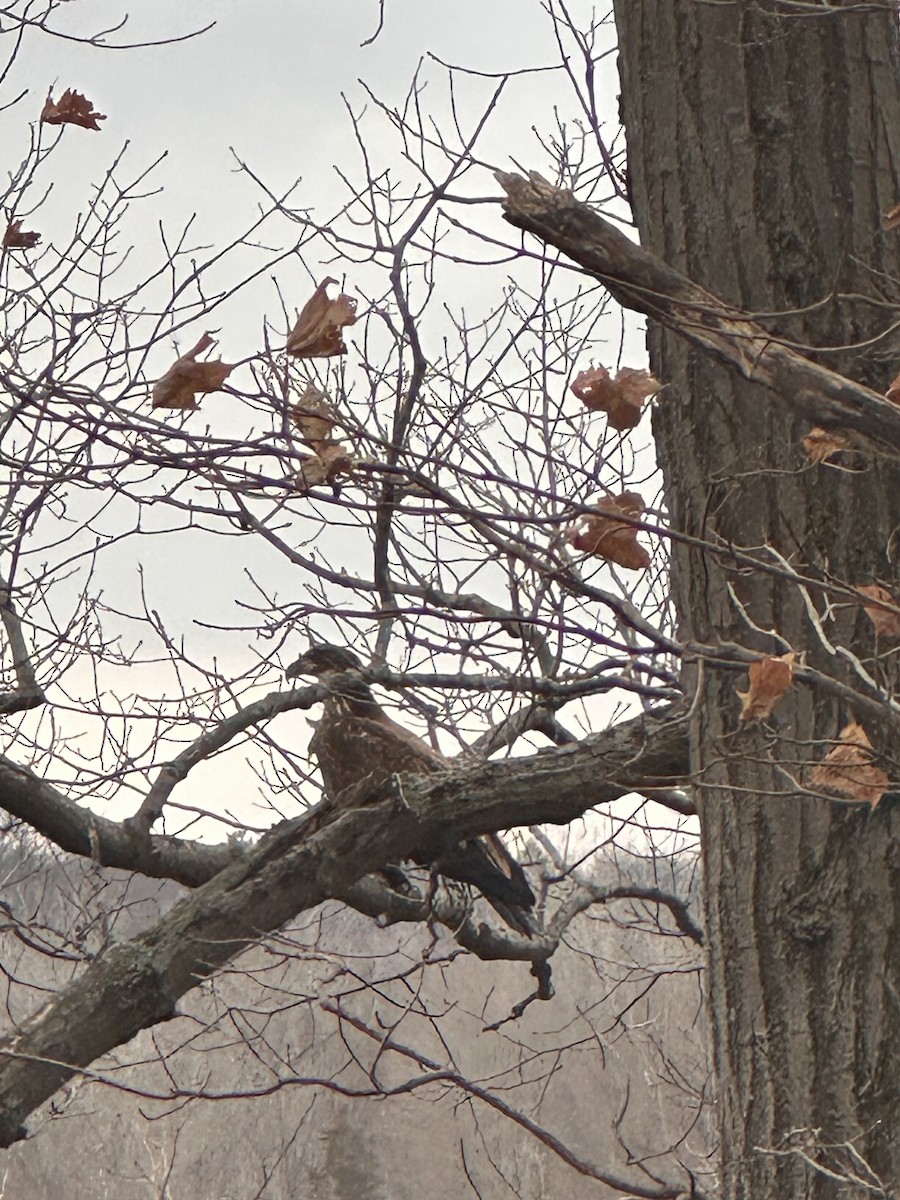 עיטם לבן-ראש - ML647662351
