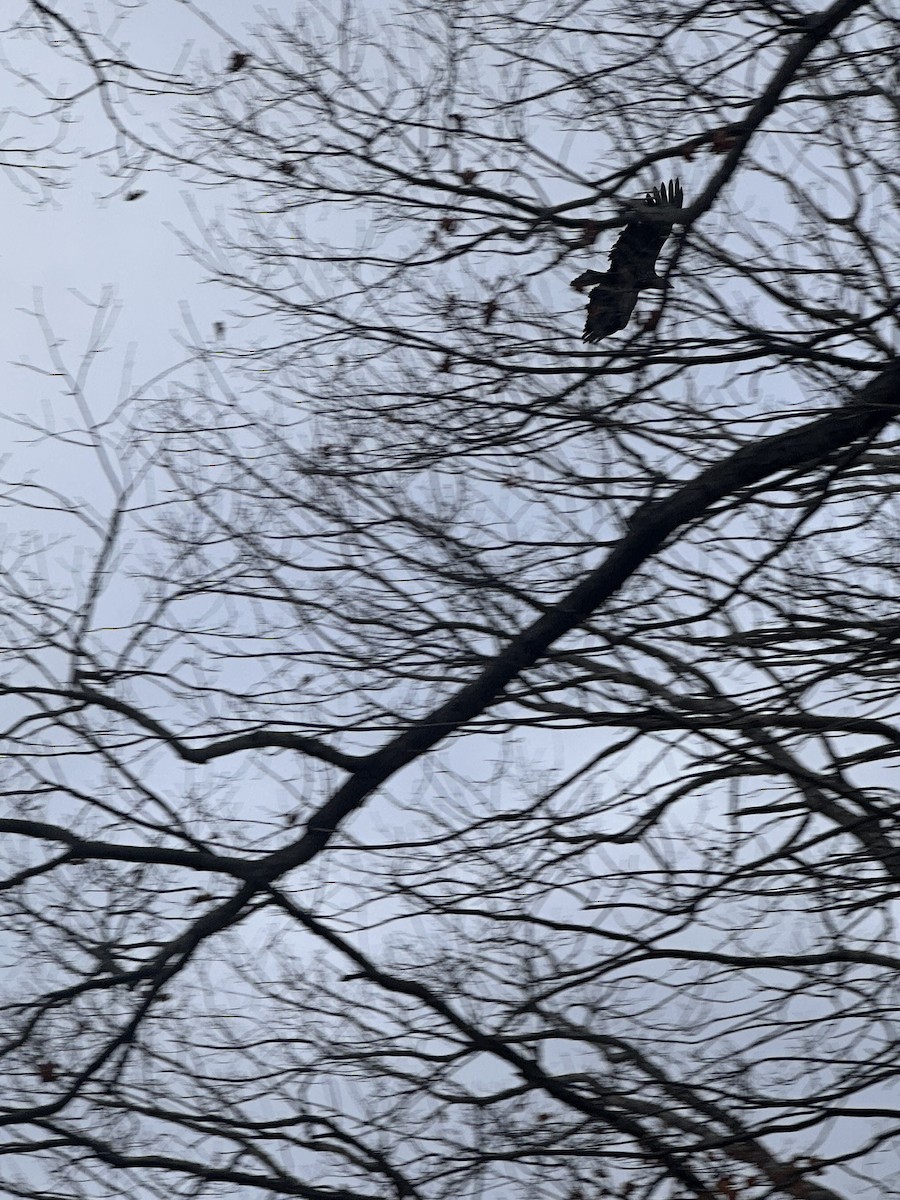 עיטם לבן-ראש - ML647662353