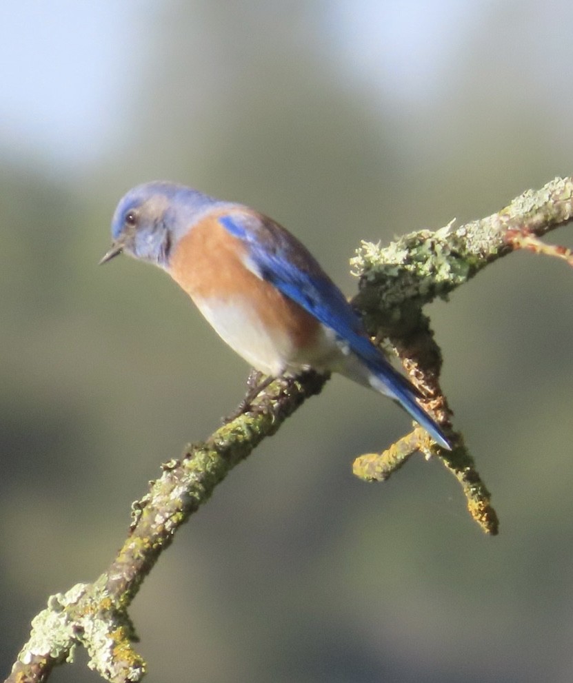 Merlebleu de l'Ouest - ML647662355