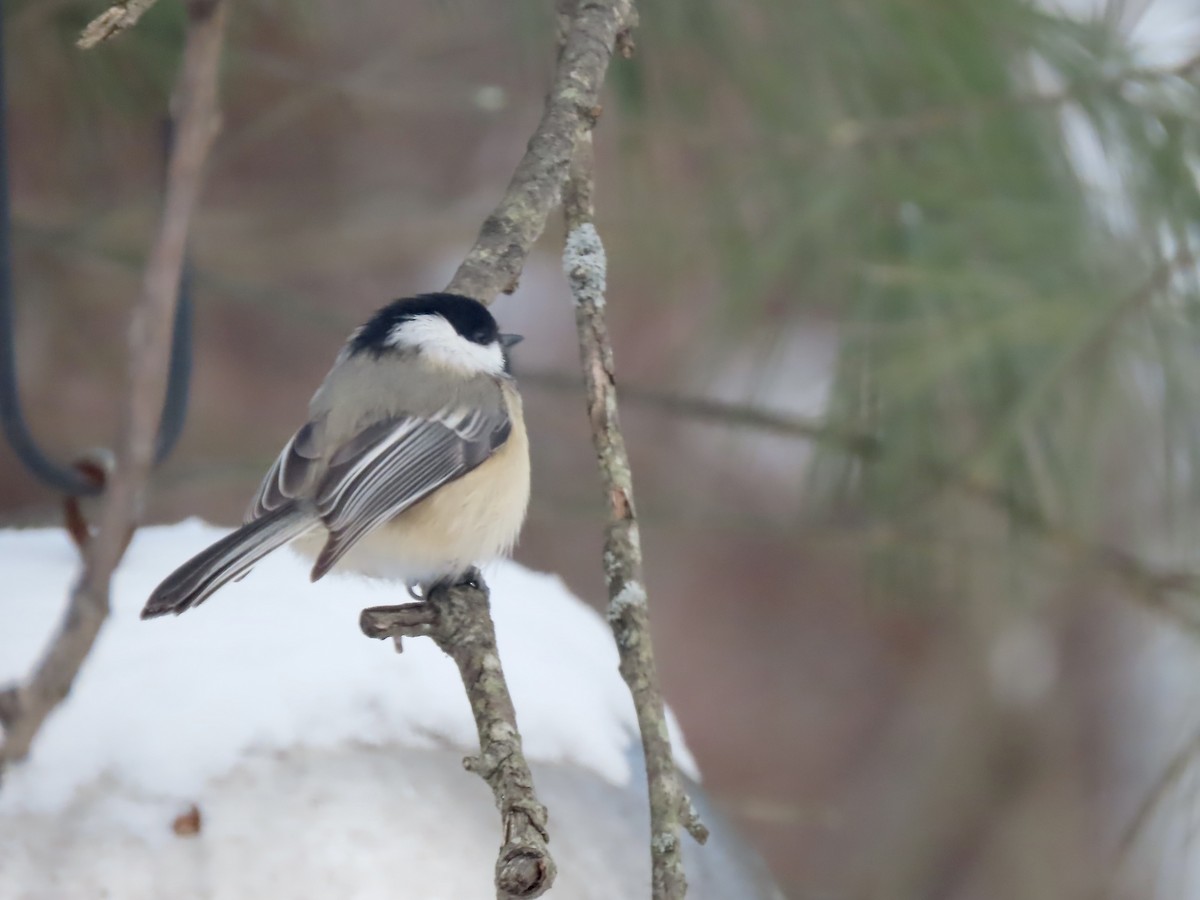 Black-capped Chickadee - ML647662391