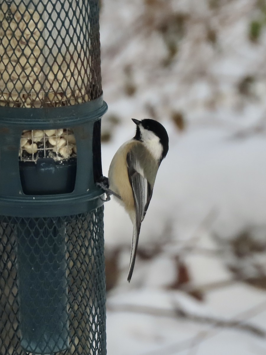 Black-capped Chickadee - ML647662392