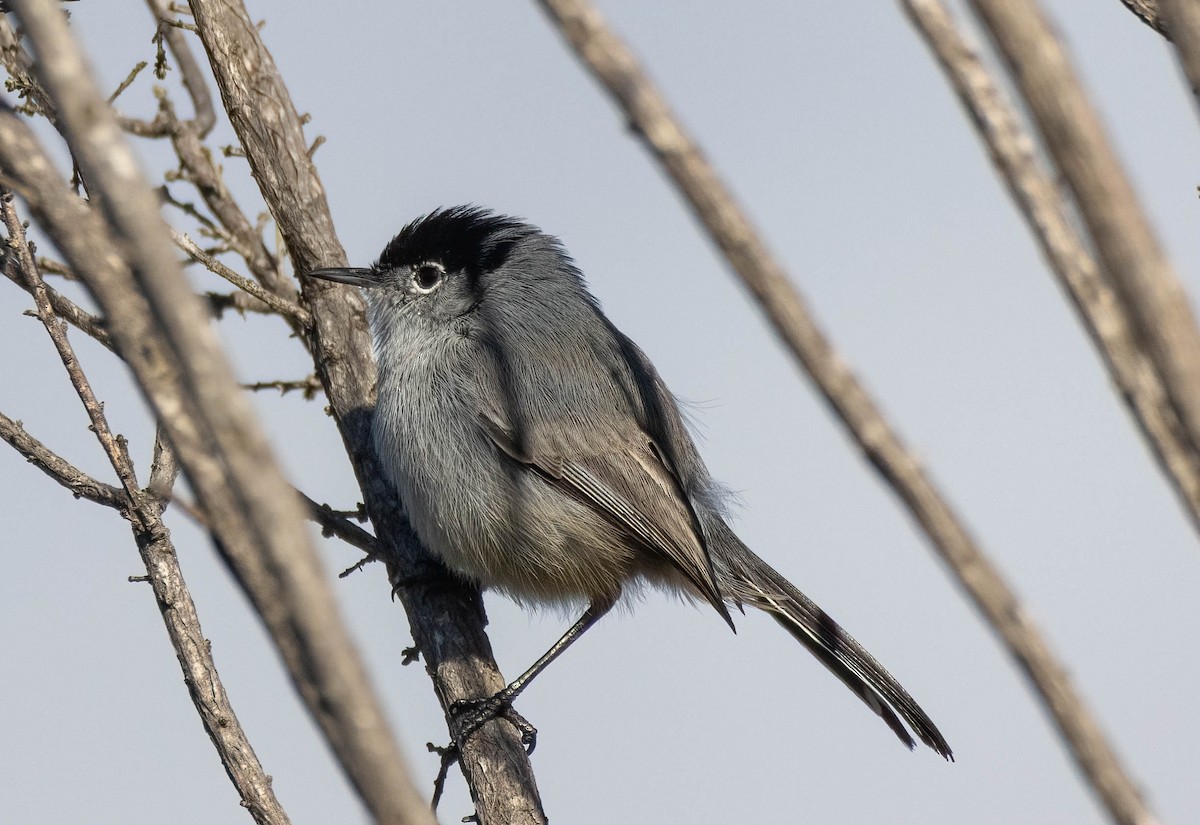 California Gnatcatcher - ML647662397
