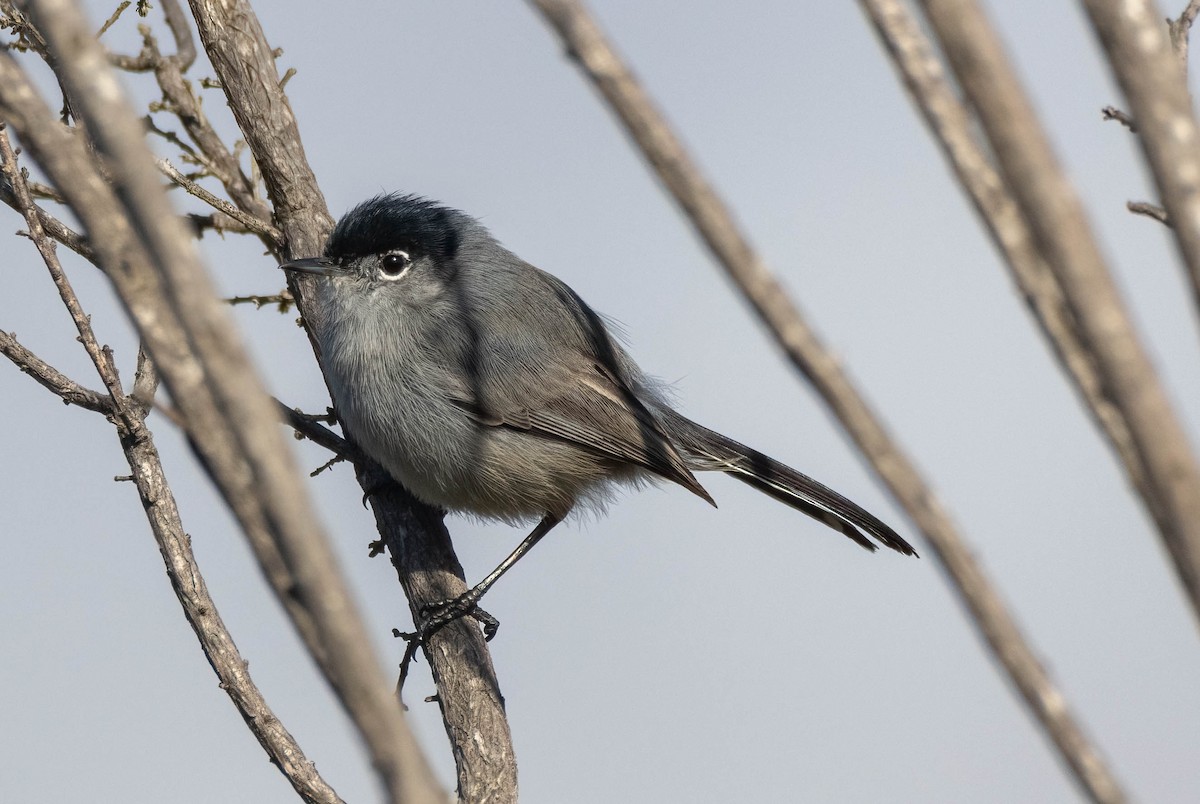 California Gnatcatcher - ML647662398