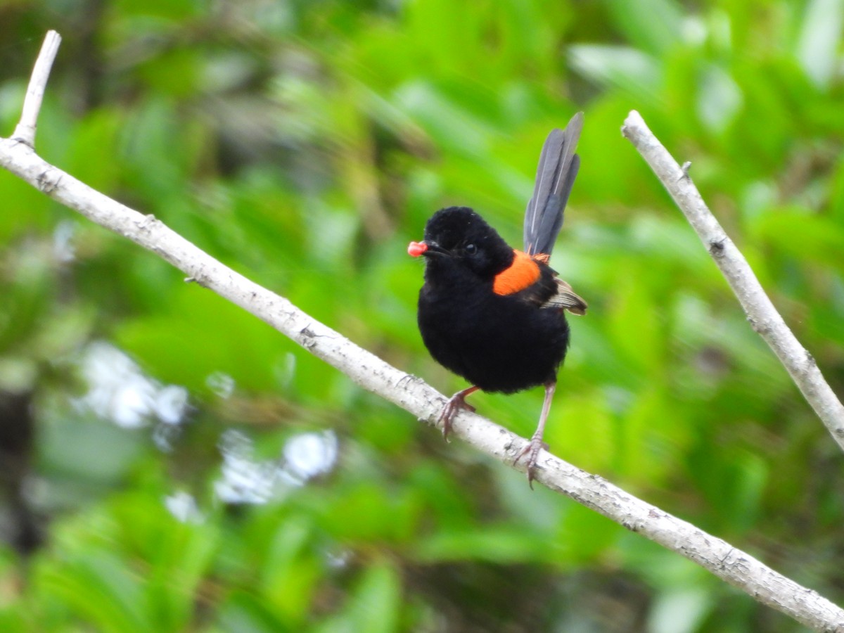Red-backed Fairywren - ML647662400