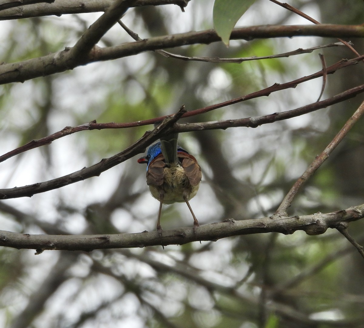 Variegated Fairywren - ML647662410