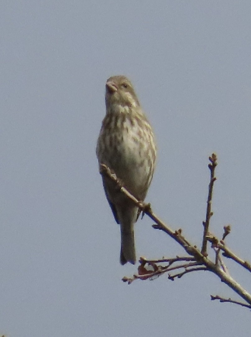 Purple Finch - ML647662413