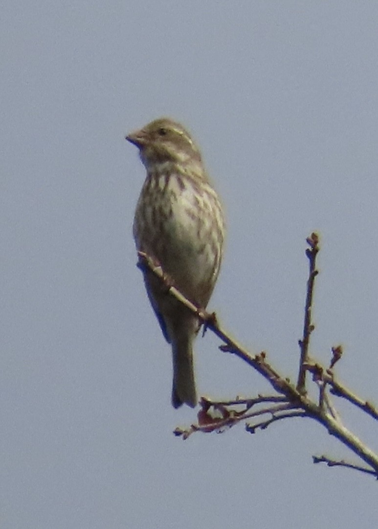 Purple Finch - ML647662414