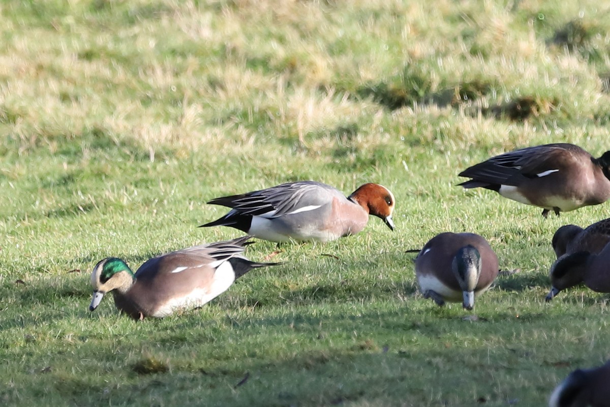 ברווז צהוב-מצח - ML647662416