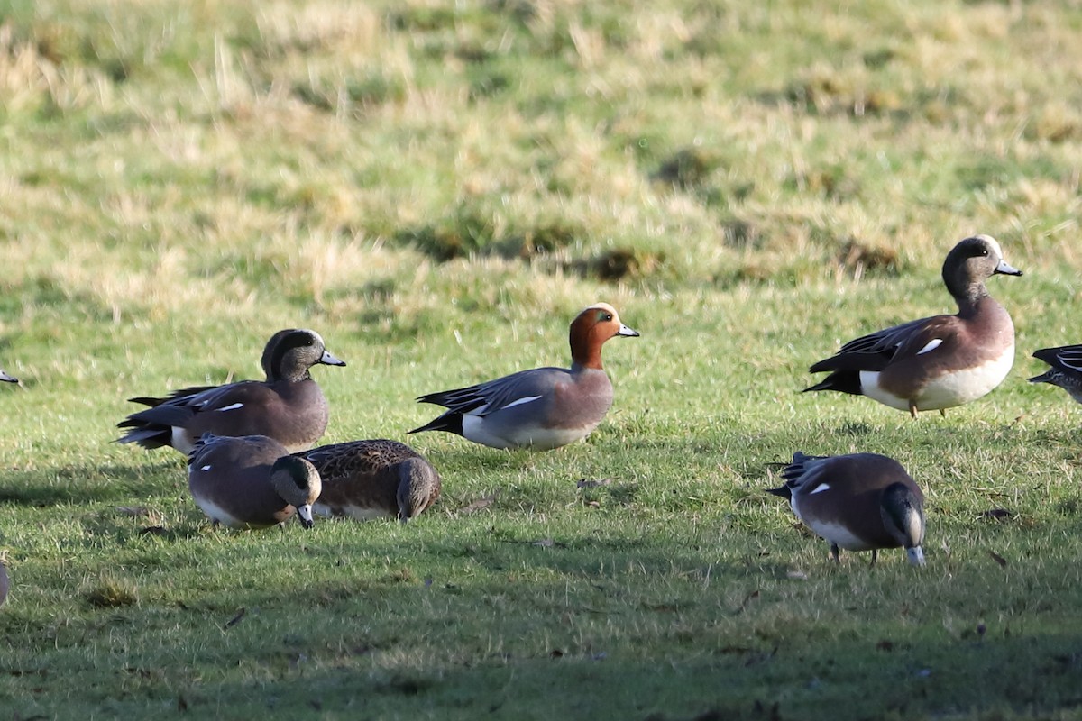 ברווז צהוב-מצח - ML647662417