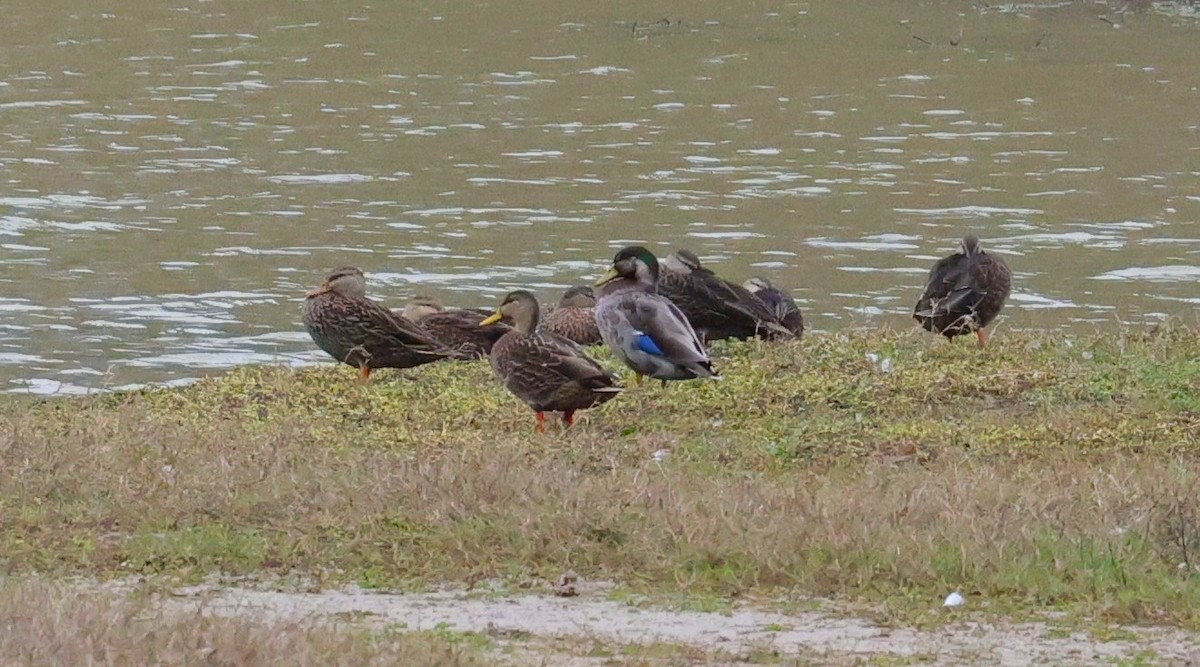 Mallard/Mottled Duck - ML647662418
