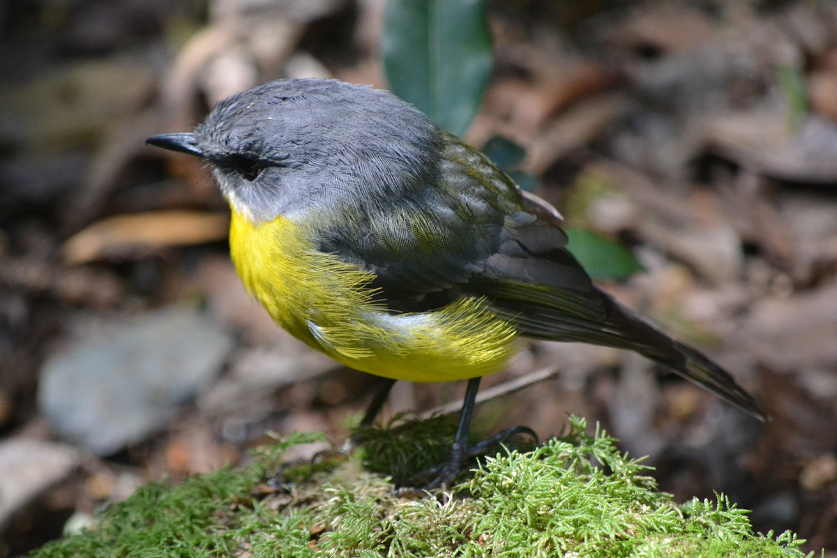 Eastern Yellow Robin - ML647662419
