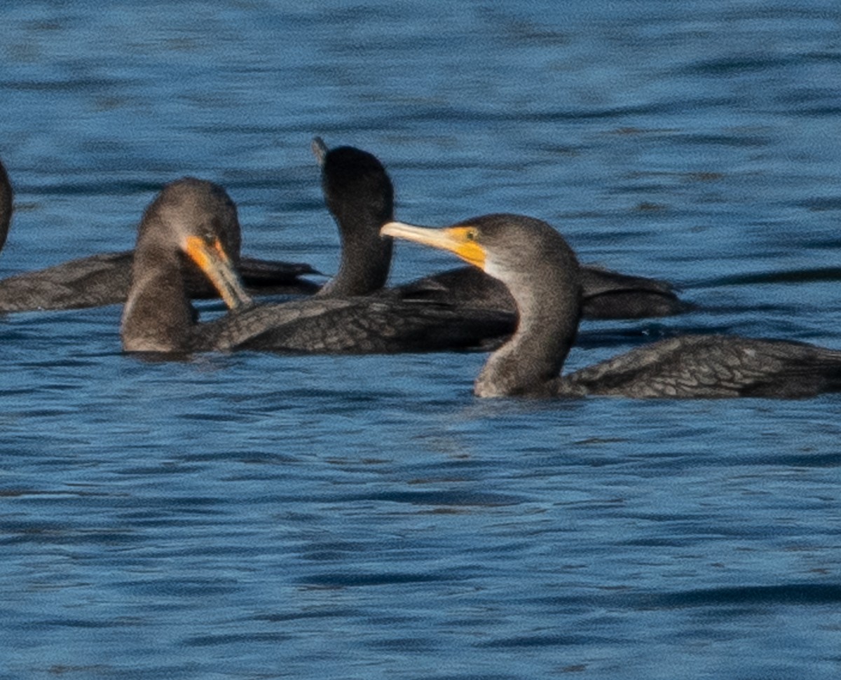 קורמורן אמריקני - ML647662422