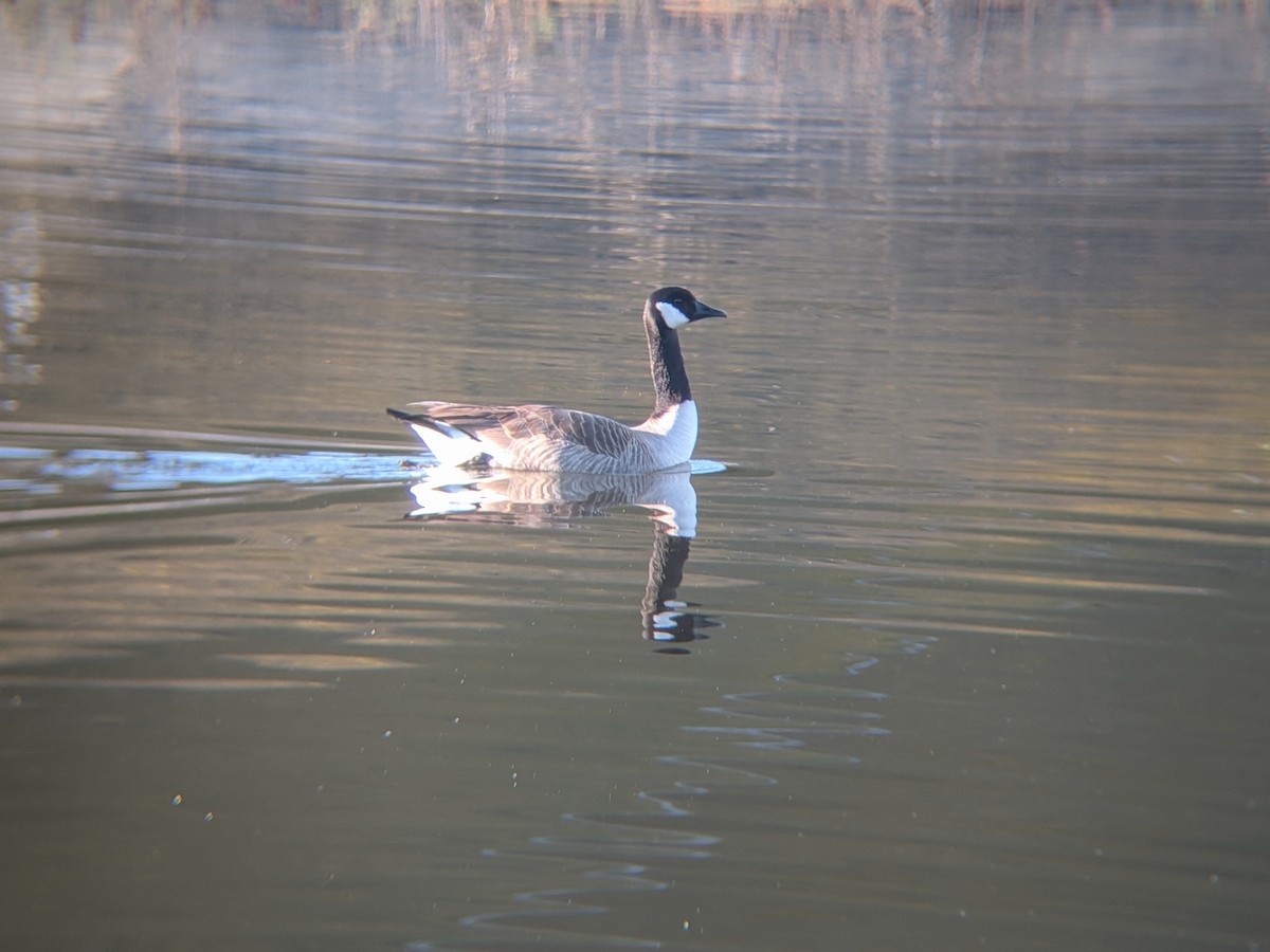 ברנטה קנדית - ML647662423