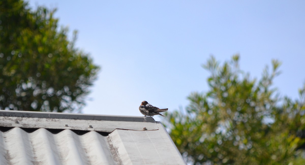 Welcome Swallow - ML647662426