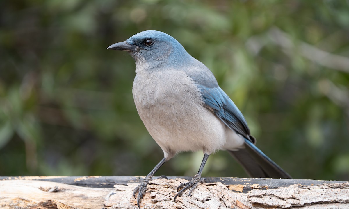 Mexican Jay - ML647662432