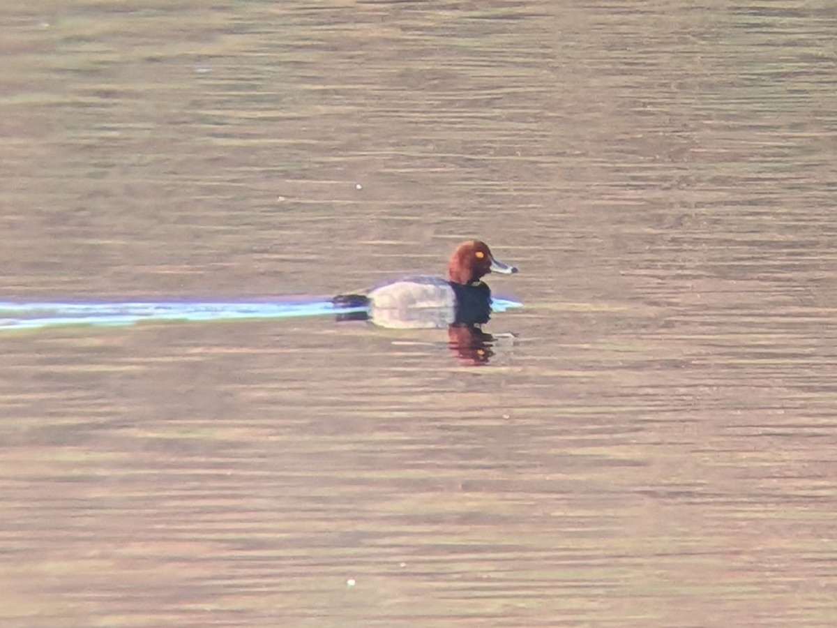 צולל אמריקני - ML647662433