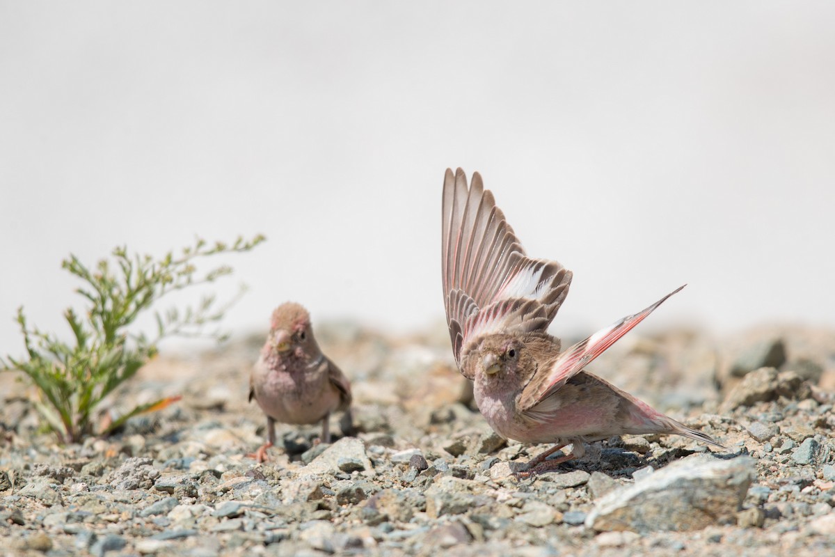 חצוצרן מונגולי - ML647662434