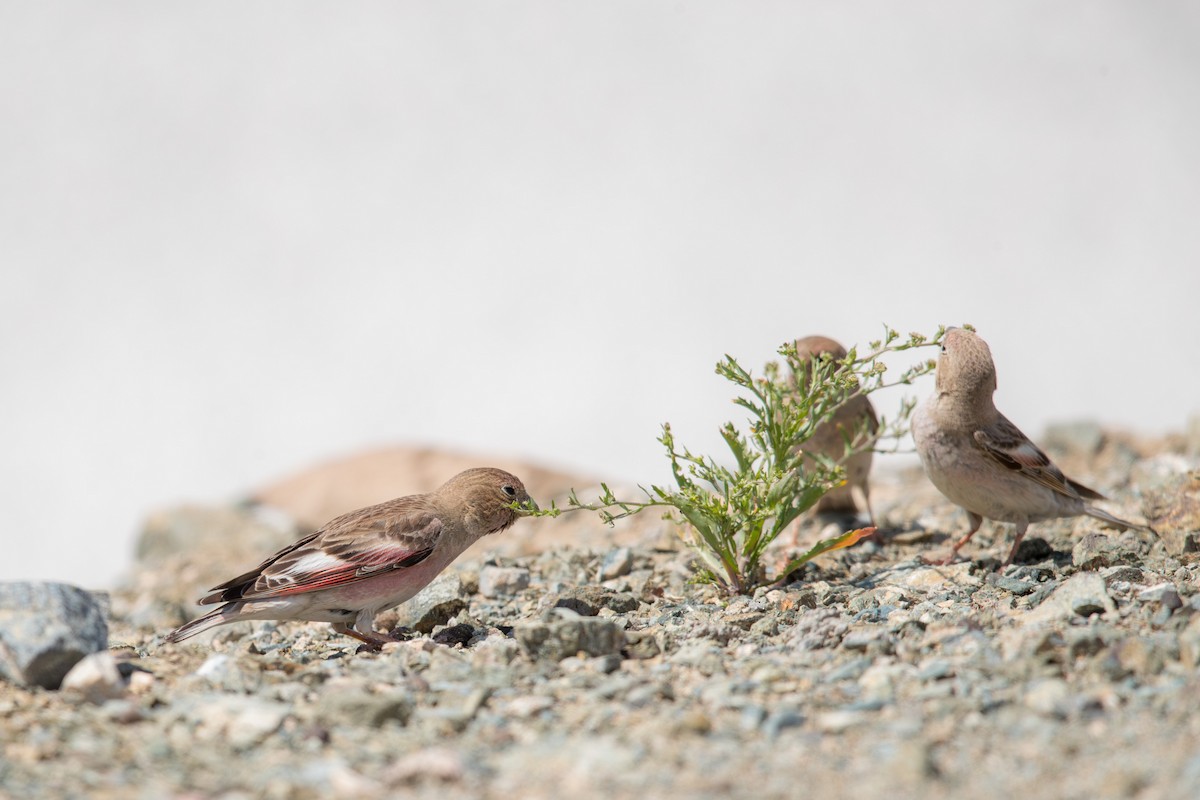 חצוצרן מונגולי - ML647662435